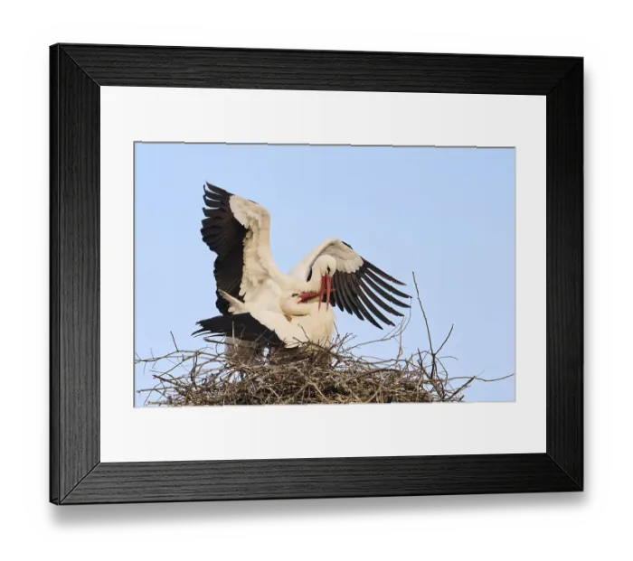 Framed Print : White stork (Ciconia ciconia) pairing on a nest on a tower