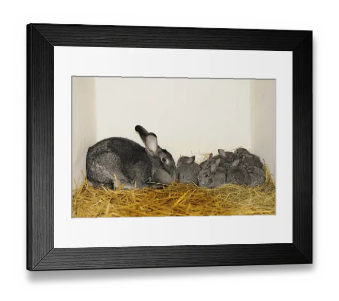 Framed Print : A rabbit family, mother and her young