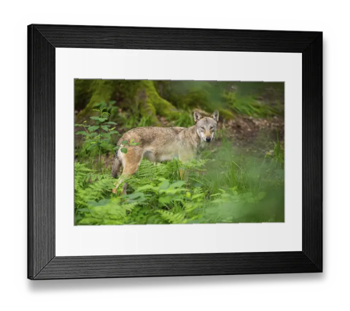 Framed Print : Eurasian wolf (Canis lupus lupus) standing in a forest Framed Print : Eurasian wolf (Canis lupus lupus) standing in a forest