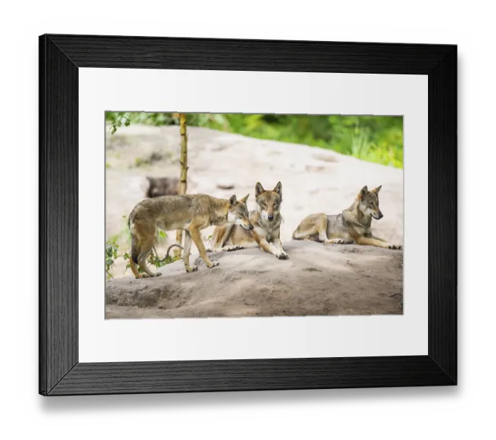 Framed Print : Eurasian wolves (Canis lupus lupus) lying on a little sand hill in the forest