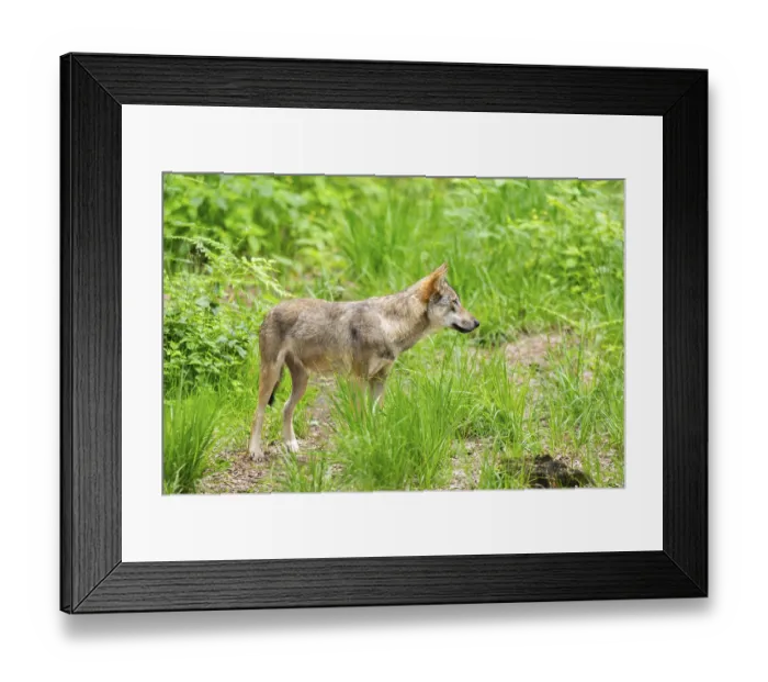 Framed Print : Eurasian wolf (Canis lupus lupus) standing in a forest