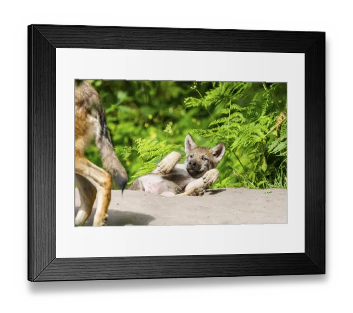 Framed Print : Eurasian wolf (Canis lupus lupus) cub (youngster) lying on a little sand hill in the forest
