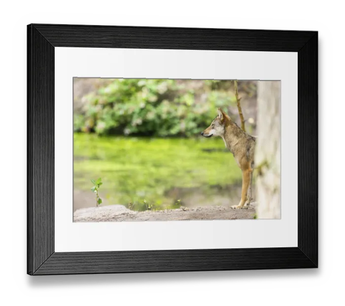 Framed Print : Eurasian wolf (Canis lupus lupus) standing on a little sand hill in the forest