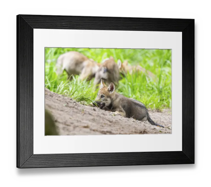 Framed Print : Eurasian wolf (Canis lupus lupus) cub (youngster) lying on a little sand hill in the forest