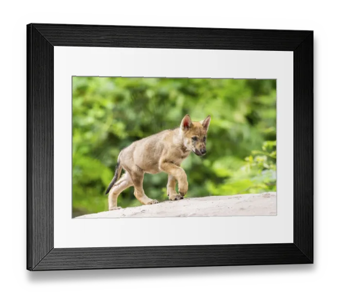 Framed Print : Eurasian wolf (Canis lupus lupus) cub (youngster) walking on a little sand hill in the forest Framed Print : Eurasian wolf (Canis lupus lupus) cub (youngster) walking on a little sand hill in the forest