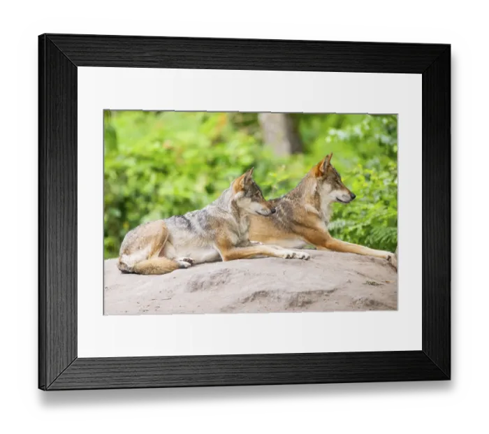 Framed Print : Eurasian wolves (Canis lupus lupus) lying on a little hill in a forest Framed Print : Eurasian wolves (Canis lupus lupus) lying on a little hill in a forest