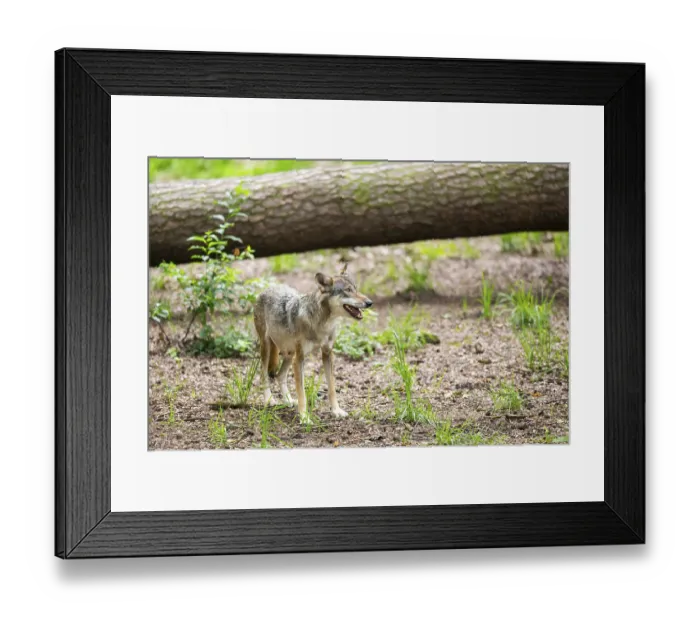 Framed Print : Eurasian wolf (Canis lupus lupus) standing in a forest Framed Print : Eurasian wolf (Canis lupus lupus) standing in a forest
