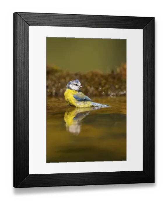 Framed Print : Blue tit (Cyanistes caeruleus) at a water pool Framed Print : Blue tit (Cyanistes caeruleus) at a water pool