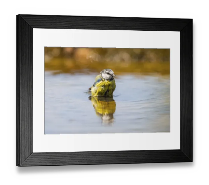 Framed Print : Blue tit (Cyanistes caeruleus) at a water pool