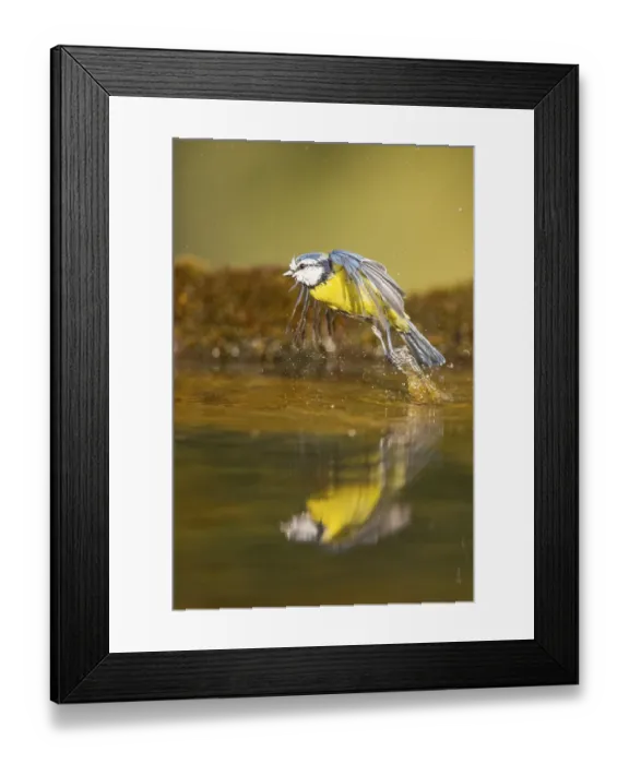 Framed Print : Blue tit (Cyanistes caeruleus) flying at a water pool Framed Print : Blue tit (Cyanistes caeruleus) flying at a water pool