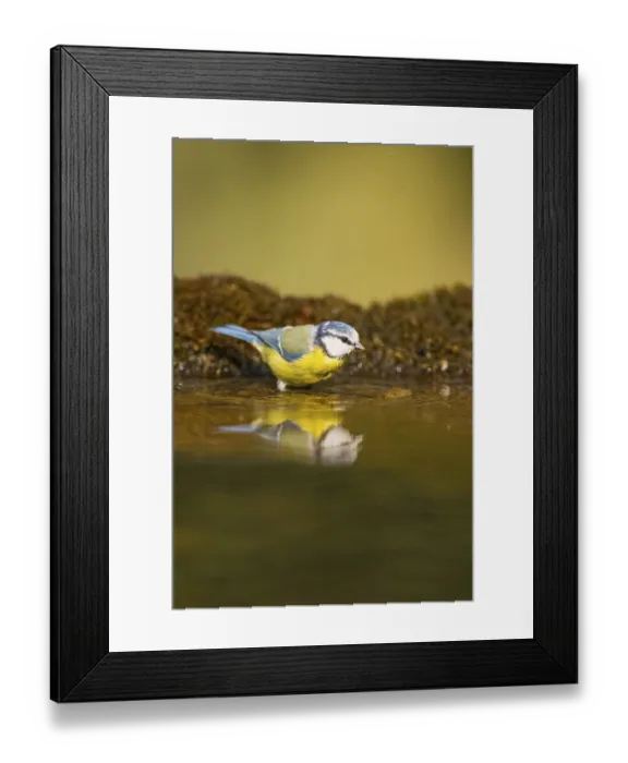 Framed Print : Blue tit (Cyanistes caeruleus) at a water pool