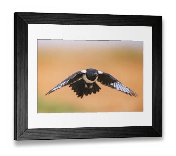 Framed Print : European magpie (Pica pica) flying over a field