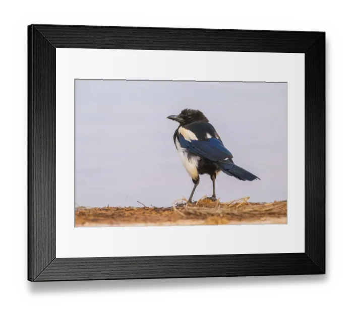 Framed Print : European magpie (Pica pica) on a farmers field at a drinking pool Framed Print : European magpie (Pica pica) on a farmers field at a drinking pool