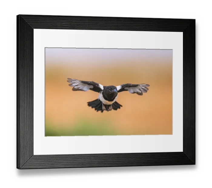 Framed Print : European magpie (Pica pica) flying over a field Framed Print : European magpie (Pica pica) flying over a field
