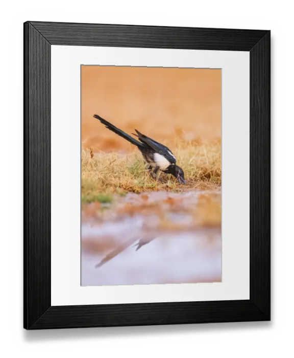 Framed Print : European magpie (Pica pica) on a farmers field at a drinking pool