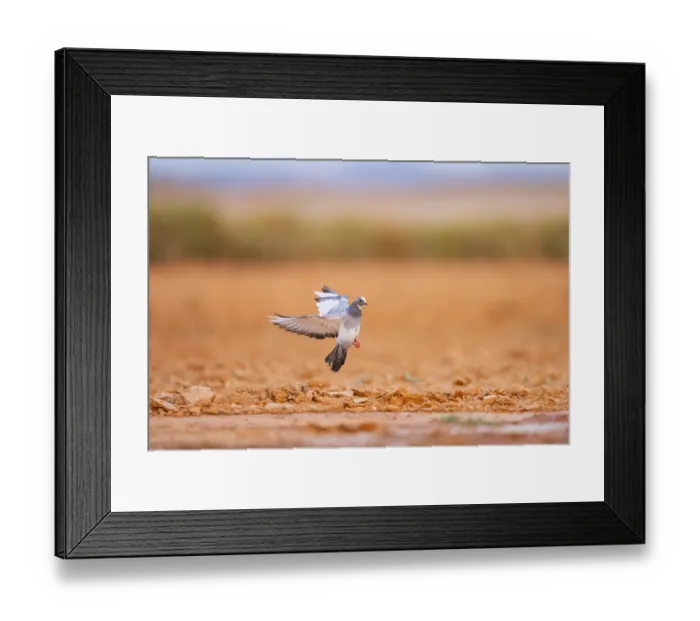 Framed Print : Rock dove (Columba livia) flying on a farmers field