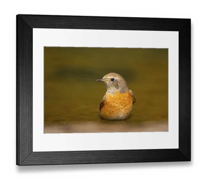 Framed Print : Common redstart (Phoenicurus phoenicurus) male bathing at a water pool Framed Print : Common redstart (Phoenicurus phoenicurus) male bathing at a water pool