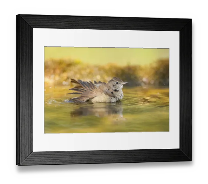 Framed Print : Common redstart (Phoenicurus phoenicurus) female bathing at a water pool Framed Print : Common redstart (Phoenicurus phoenicurus) female bathing at a water pool