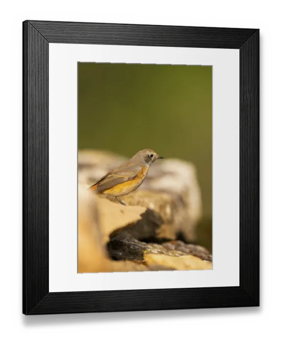 Framed Print : Common redstart (Phoenicurus phoenicurus) male sitting on a rock Framed Print : Common redstart (Phoenicurus phoenicurus) male sitting on a rock