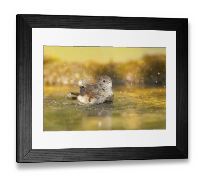 Framed Print : Common redstart (Phoenicurus phoenicurus) female bathing at a water pool