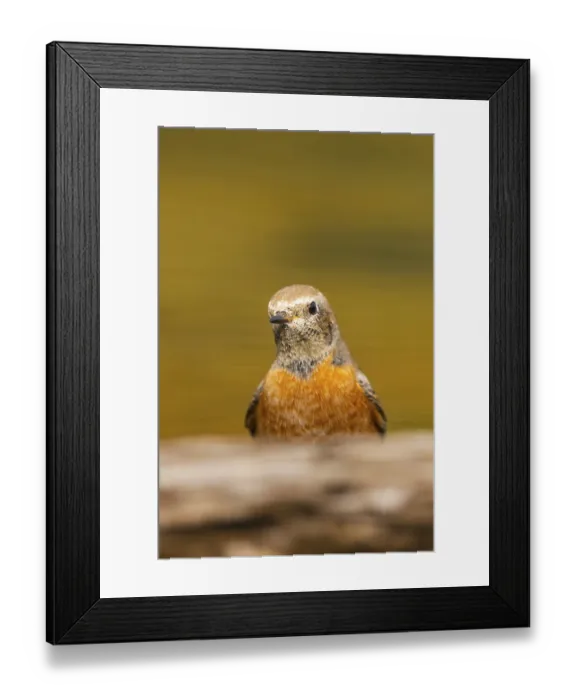 Framed Print : Common redstart (Phoenicurus phoenicurus) male at a water pool