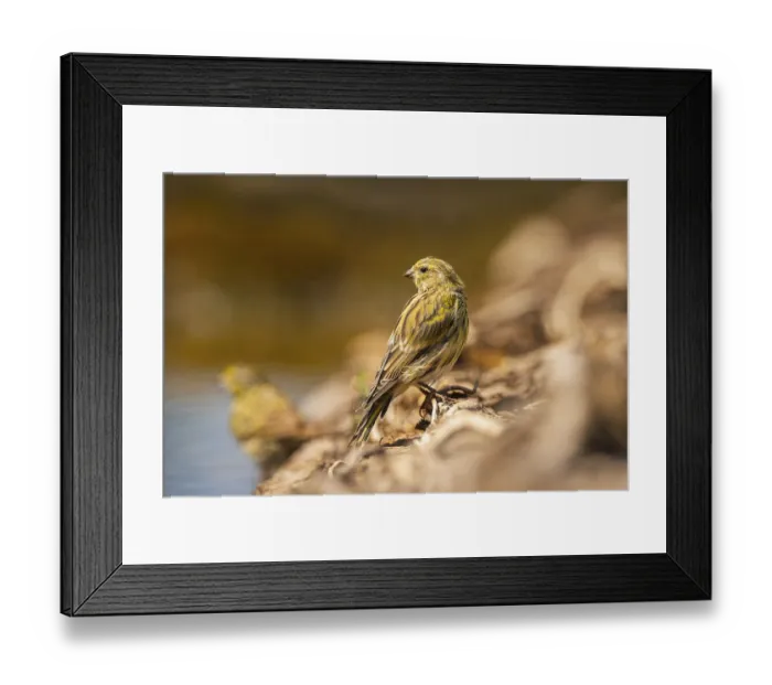 Framed Print : European serin (Serinus serinus) female at a water pool
