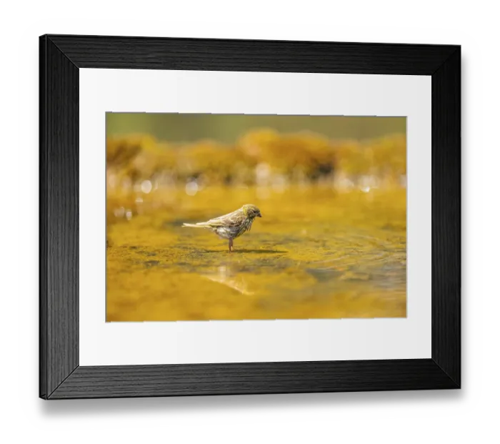 Framed Print : European serin (Serinus serinus) female bathing in a water pool