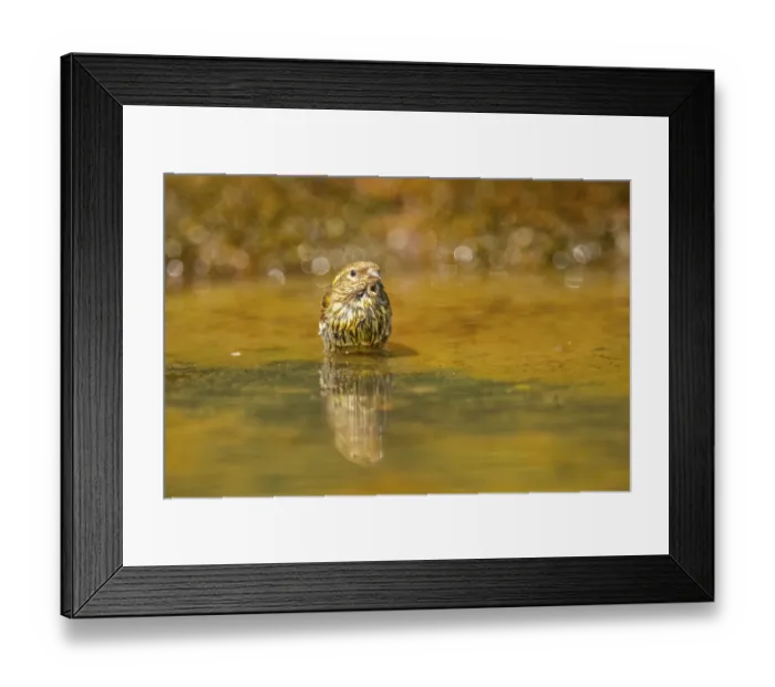 Framed Print : European serin (Serinus serinus) female bathing in a water pool