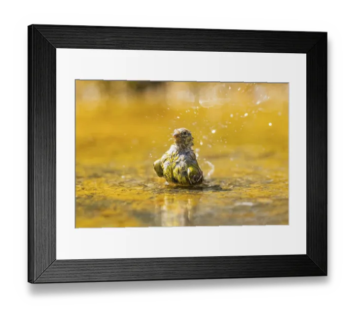 Framed Print : European serin (Serinus serinus) female bathing in a water pool
