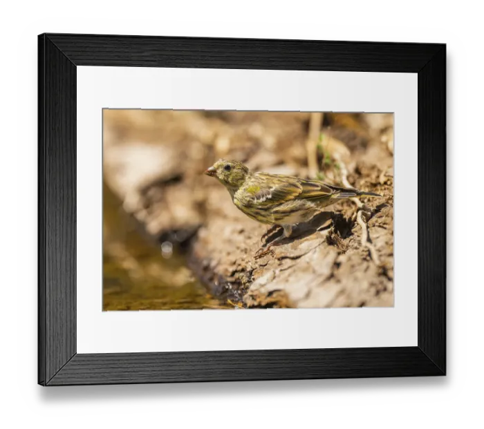 Framed Print : European serin (Serinus serinus) female at a water pool Framed Print : European serin (Serinus serinus) female at a water pool