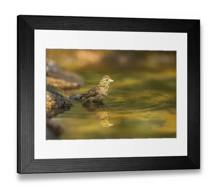 Framed Print : Yellowhammer (Emberiza citrinella) at a water pool