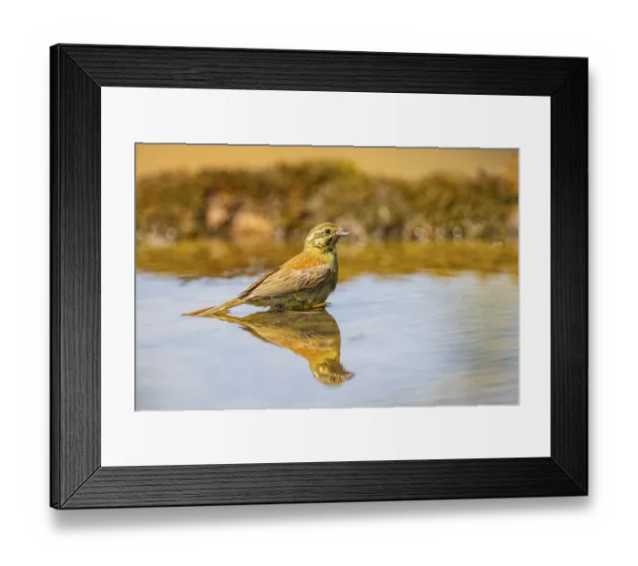 Framed Print : Yellowhammer (Emberiza citrinella) at a water pool Framed Print : Yellowhammer (Emberiza citrinella) at a water pool