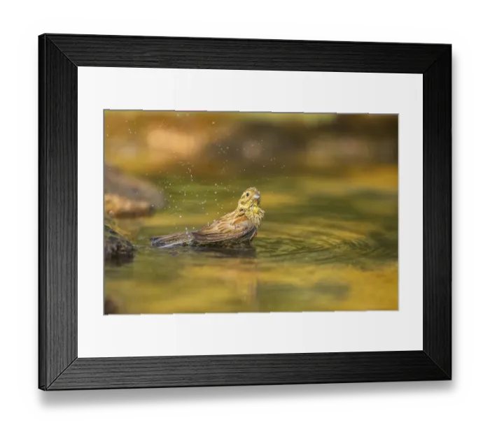 Framed Print : Yellowhammer (Emberiza citrinella) bathing in a water pool Framed Print : Yellowhammer (Emberiza citrinella) bathing in a water pool