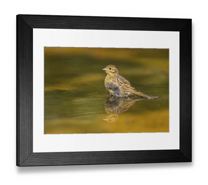 Framed Print : Yellowhammer (Emberiza citrinella) at a water pool Framed Print : Yellowhammer (Emberiza citrinella) at a water pool