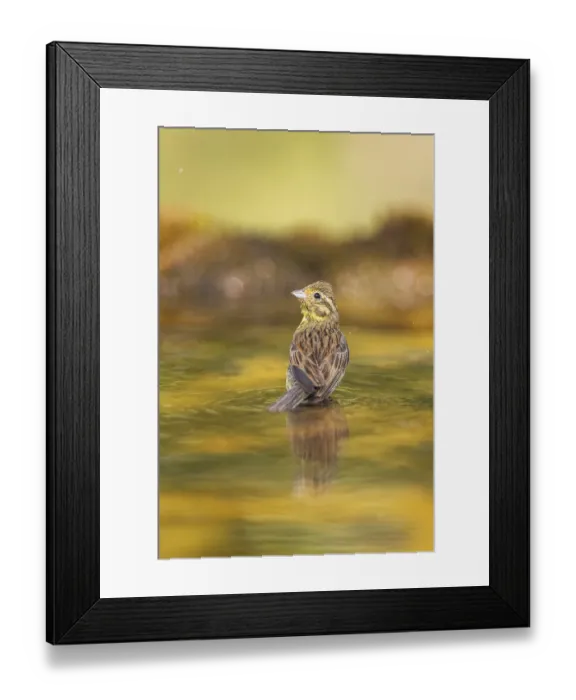 Framed Print : Yellowhammer (Emberiza citrinella) at a water pool Framed Print : Yellowhammer (Emberiza citrinella) at a water pool
