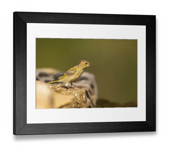 Framed Print : European greenfinch (Chloris chloris) sitting on a rock Framed Print : European greenfinch (Chloris chloris) sitting on a rock