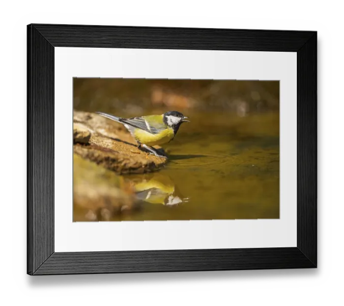 Framed Print : Great Tit (Parus major) at a water pool