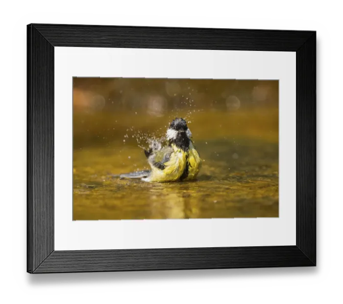 Framed Print : Great Tit (Parus major) bathing in a water pool