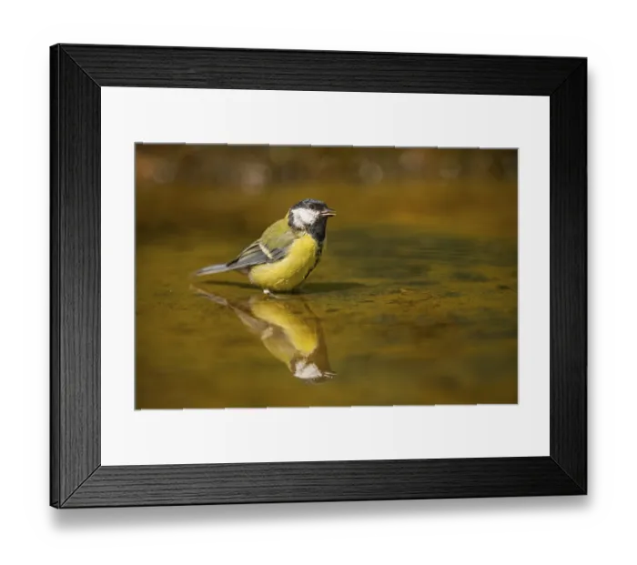Framed Print : Great Tit (Parus major) bathing in a water pool Framed Print : Great Tit (Parus major) bathing in a water pool