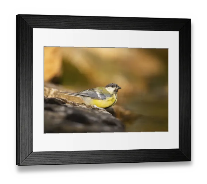 Framed Print : Great Tit (Parus major) at a water pool
