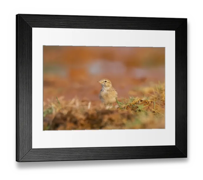 Framed Print : Greater short-toed lark (Calandrella brachydactyla) on a farmers field