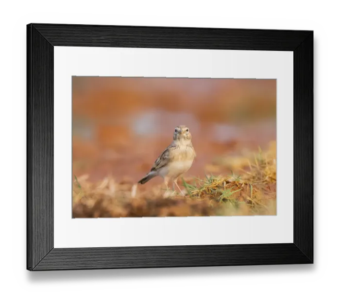 Framed Print : Greater short-toed lark (Calandrella brachydactyla) on a farmers field