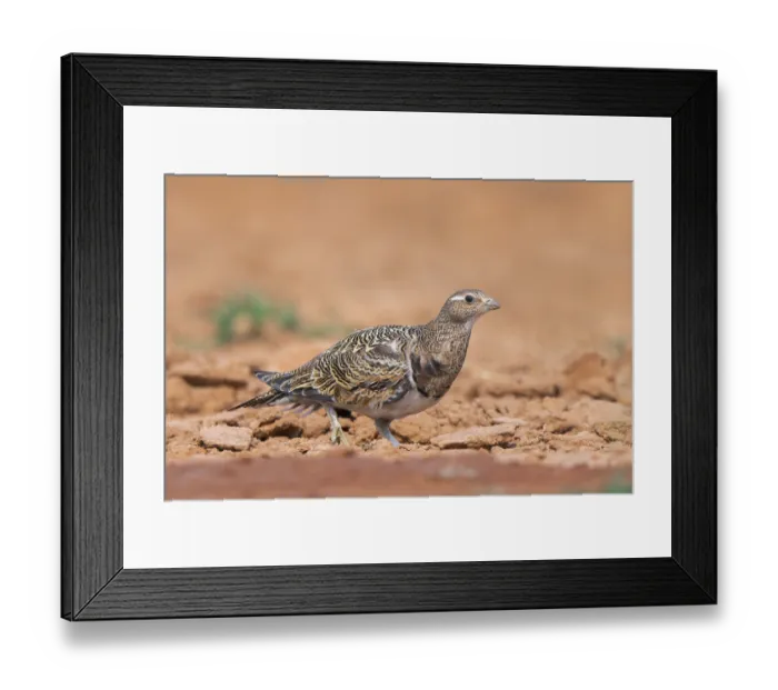 Framed Print : Black-bellied Sandgrouse (Pterocles orientalis) on a farmers field
