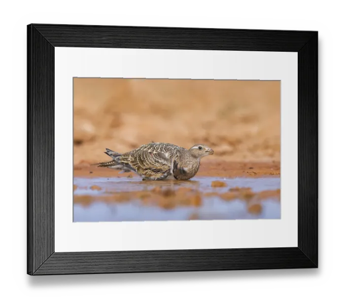 Framed Print : Black-bellied Sandgrouse (Pterocles orientalis) on a farmers field