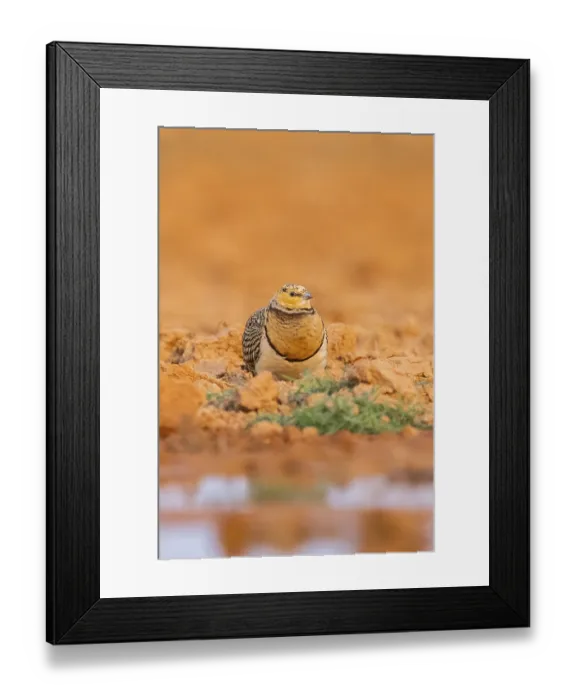 Framed Print : Pin-tailed Sandgrouse (Pterocles alchata) on a farmers field at a water pool