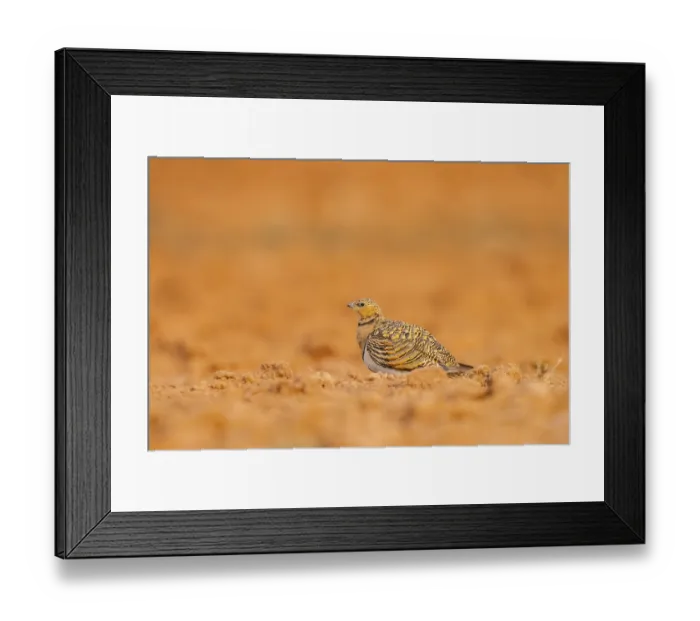 Framed Print : Pin-tailed Sandgrouse (Pterocles alchata) on a farmers field