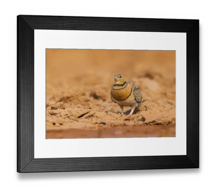 Framed Print : Pin-tailed Sandgrouse (Pterocles alchata) on a farmers field