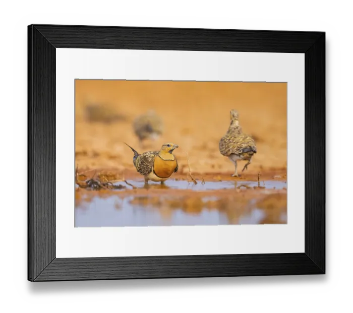 Framed Print : Pin-tailed Sandgrouse (Pterocles alchata) on a farmers field at a water pool