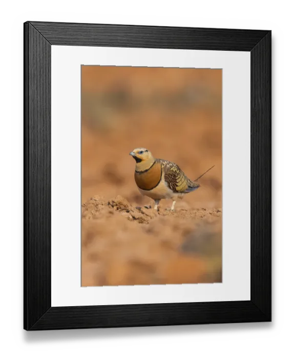 Framed Print : Pin-tailed Sandgrouse (Pterocles alchata) on a farmers field Framed Print : Pin-tailed Sandgrouse (Pterocles alchata) on a farmers field
