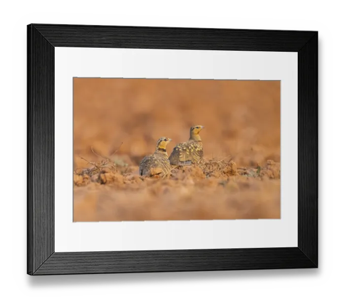 Framed Print : Pin-tailed Sandgrouse (Pterocles alchata) on a farmers field Framed Print : Pin-tailed Sandgrouse (Pterocles alchata) on a farmers field